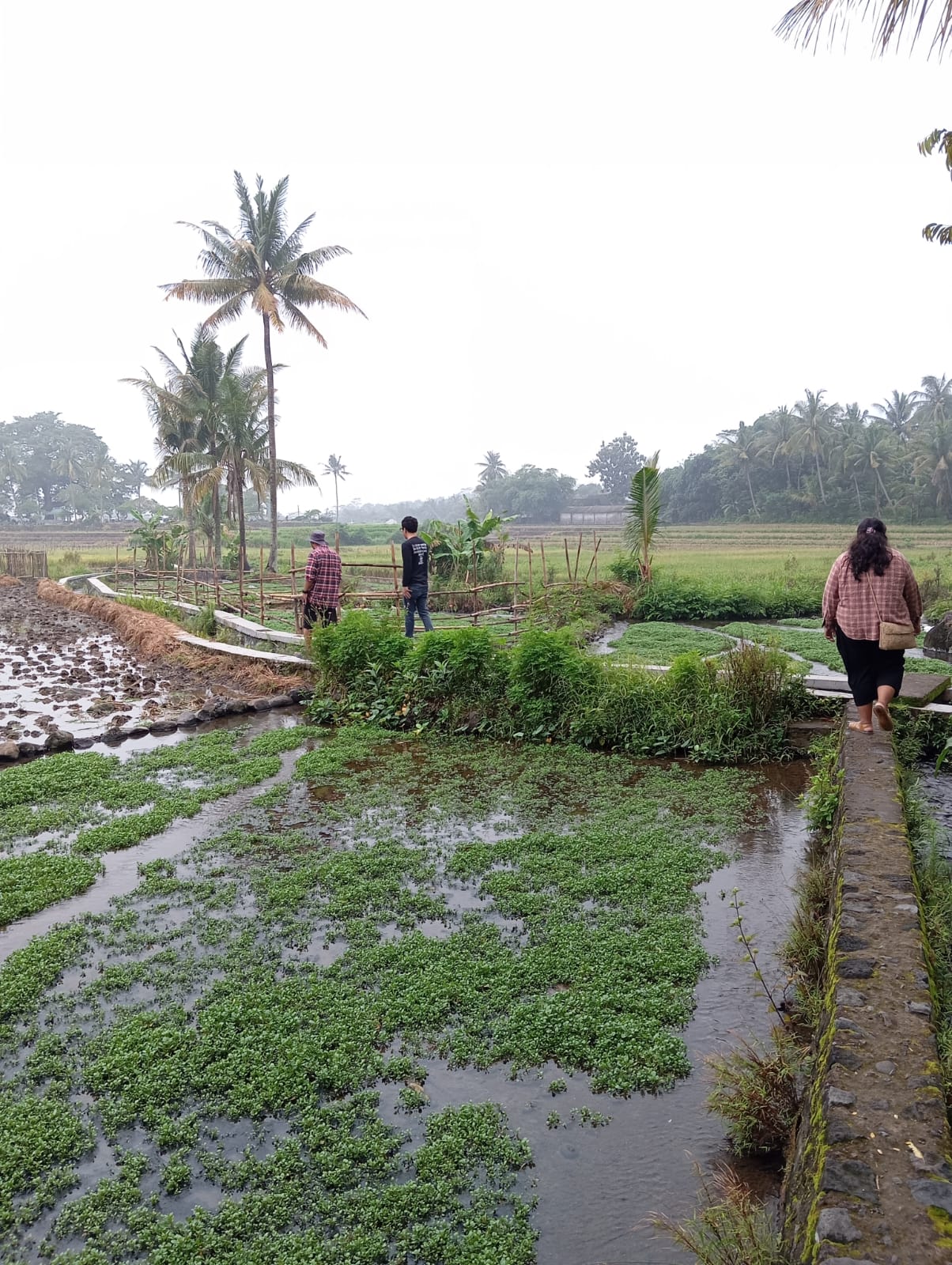 Danuwuh rice fields