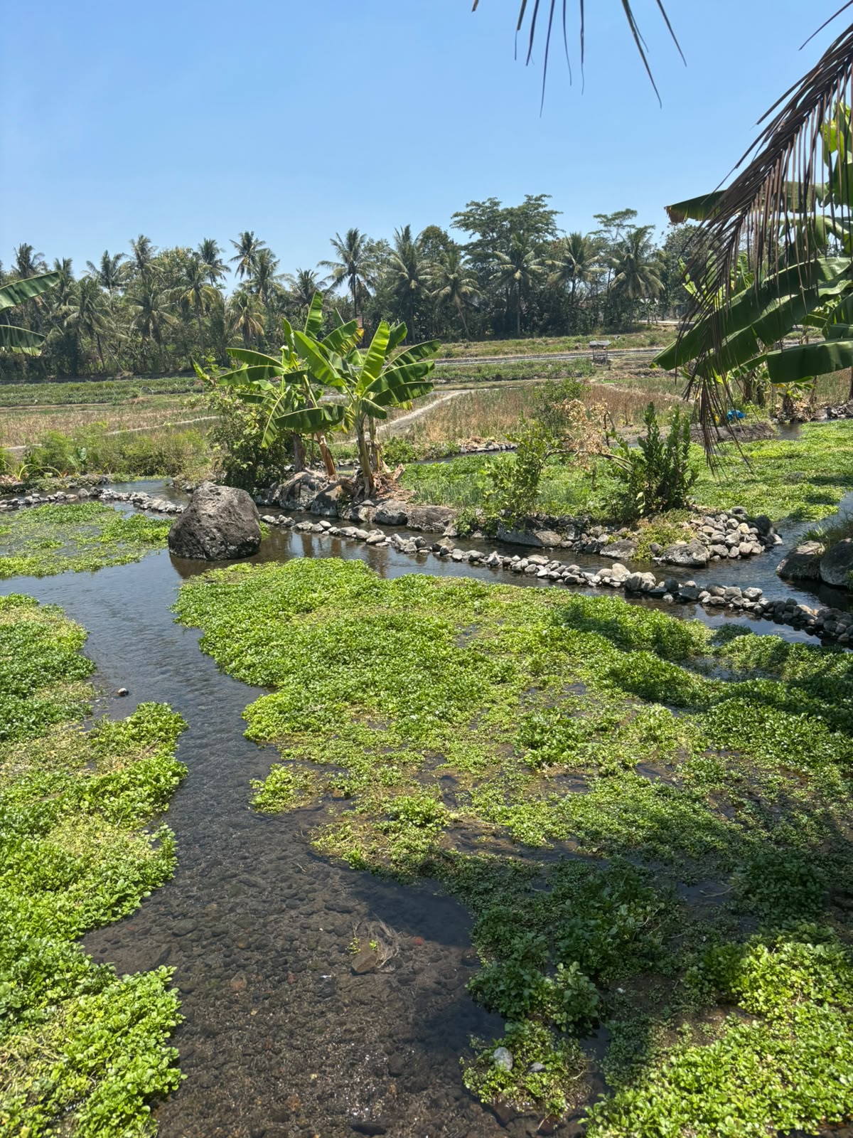 Danuwuh rice fields